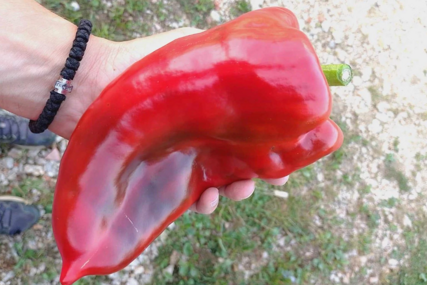 Paprika u ruci
