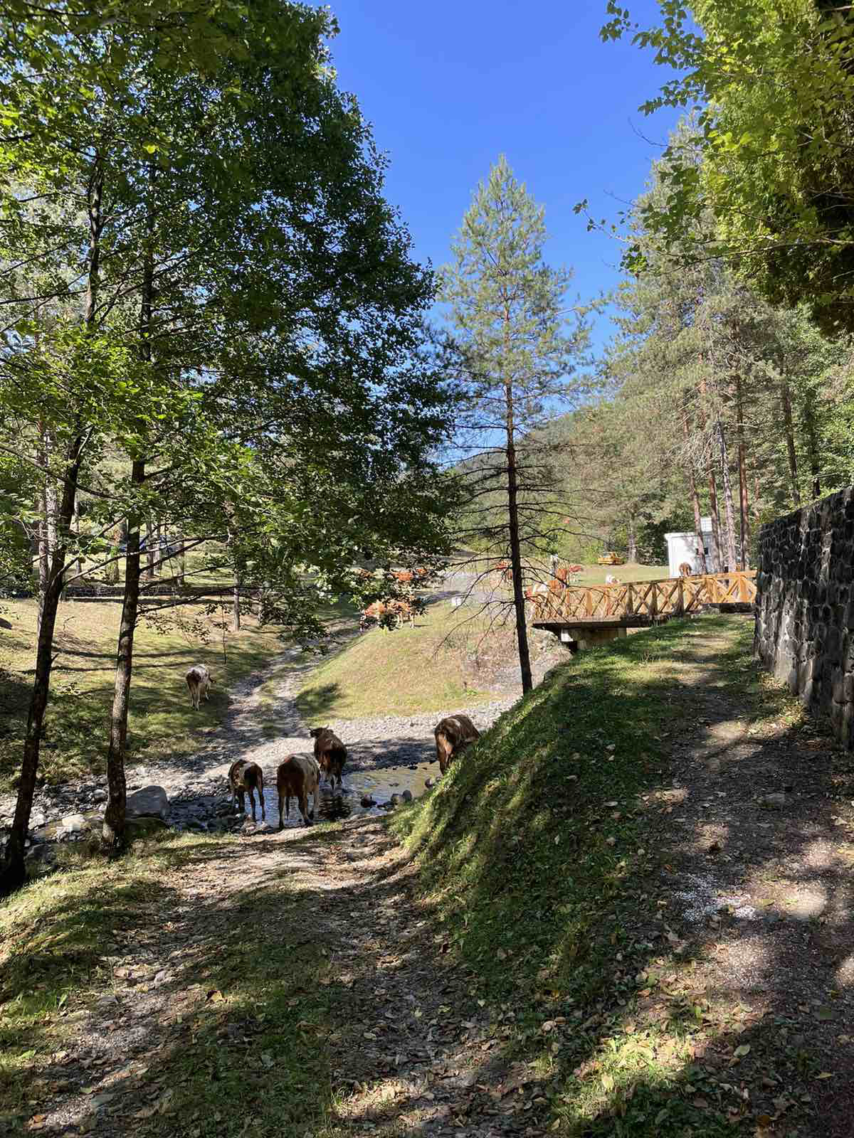 Krdo krava uočeno u porti Nemanjićkog manastira