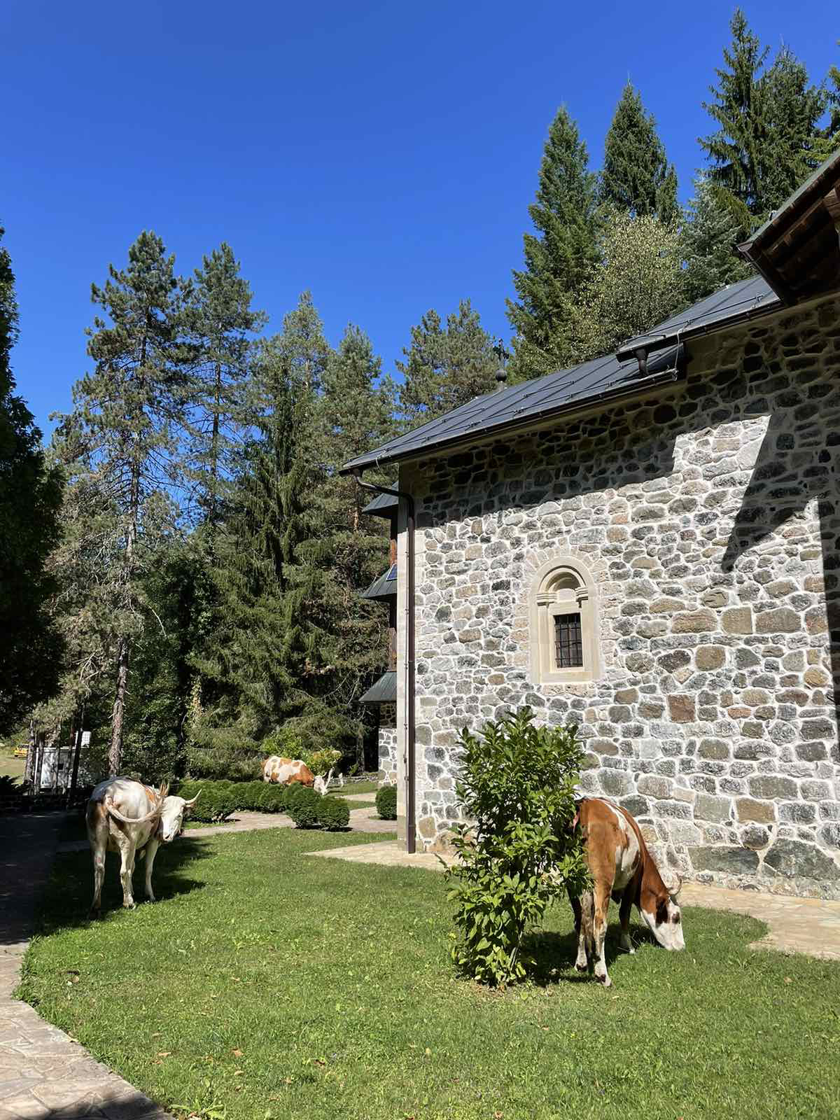 Krdo krava uočeno u porti Nemanjićkog manastira
