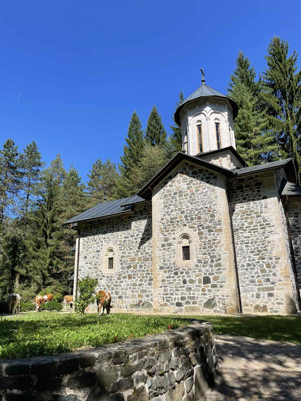 Krdo krava uočeno u porti Nemanjićkog manastira