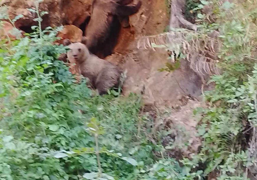 Mještanin srebreničkog sela okrio jazbinu medvjeda