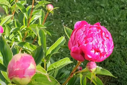cvijet božur u bašti