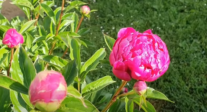 cvijet božur u bašti