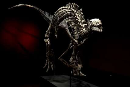 STAR 150 MILIONA GODINA Na aukciji skelet rijetkog dinosaurusa, očekuje se “masna” cifra (VIDEO)