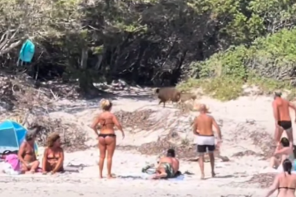 Pokušale ukrasti torbe s hranom: Divlje svinje napravile haos na plaži u Grčkoj (VIDEO)