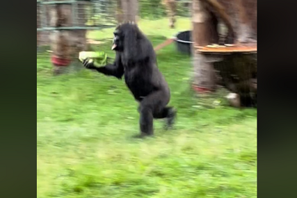 Scena koja će vas nasmijati do suza: Gorile u staništu bježe od kiše, a jedna se čak i ogrnula (VIDEO)