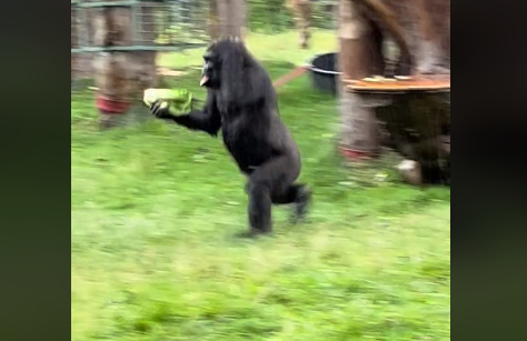 Gorila bježi od kiše