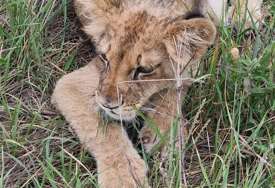 Mladunče lava u teškom stanju: Nije dobijalo adekvatnu hranu, mišići nogu atrofirali zbog boravka u malom prostoru (FOTO)