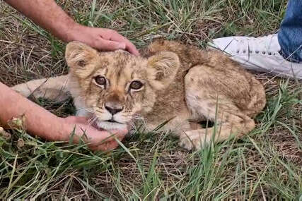 “Čekamo veterinara da nam kaže šta će biti dalje” Otkrivamo u kakvom je stanju mali lav pronađen na putu u Subotici