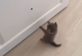 Maca raznježila mnoge: Na vratima ugledala leptira, pa poželjela da ga dohvati (VIDEO)