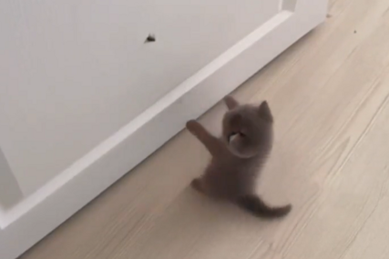 Maca raznježila mnoge: Na vratima ugledala leptira, pa poželjela da ga dohvati (VIDEO)