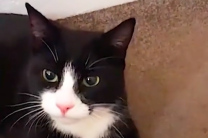 Nedostajalo joj društvo: Mačka dovela u kuću patku koja je veća od nje, nikome nije jasno kako (VIDEO)