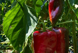 Paprika ulazi u najvažniju fazu: Evo kako sačuvati rod i kvalitet plodova