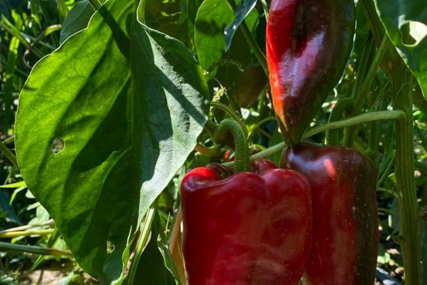 Paprika ulazi u najvažniju fazu: Evo kako sačuvati rod i kvalitet plodova