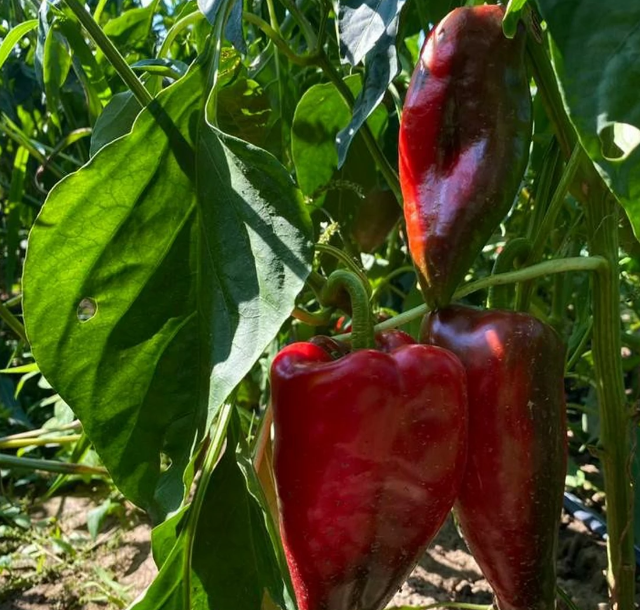 paprika