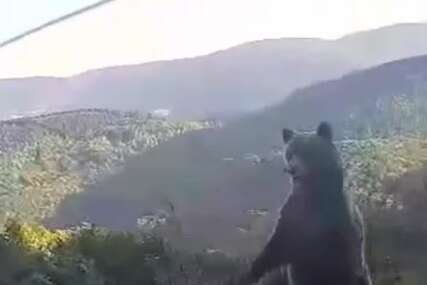 Oduševili prolaznike: Medvjed i mladunče stajali pored puta Vlašić- Turbe (VIDEO)