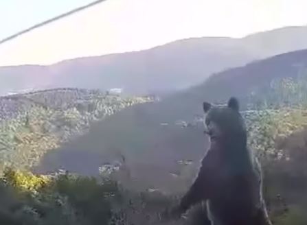 Medvjed kraj puta na Vlašiću