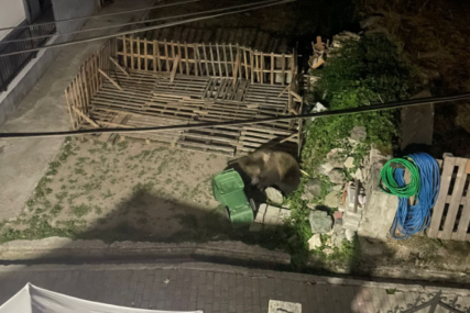 Medvjedi haraju selima: Bivši poslanik snimio zvijer u svom dvorištu (FOTO)