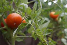 Metod koji uspijeva svakome: Odgajite čeri paradajz na terasi, treba vam samo jedna saksija