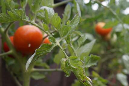 SOČNI I ZDRAVI PLODOVI Uz pomoć pepela na ova 4 načina pospješite rast i razvoj paradajza u vašoj bašti
