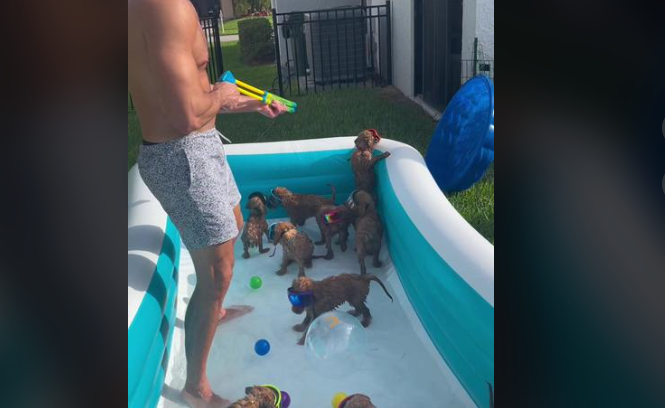 Psi se kupaju u bazenu