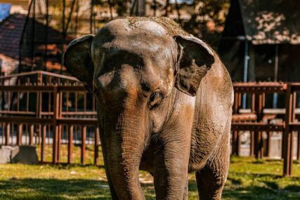 Živjela je čak 58 godina: Uginula omiljena slonica Tvigi u Beo zoo-vrtu (FOTO)
