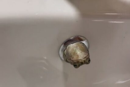 "Da li je moguće" Otišao u kupatilo da opere ruke, a onda je iz lavaboa izmigoljila žaba (VIDEO)