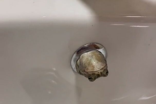 Žaba iskočila iz umivaonika u kupatilu