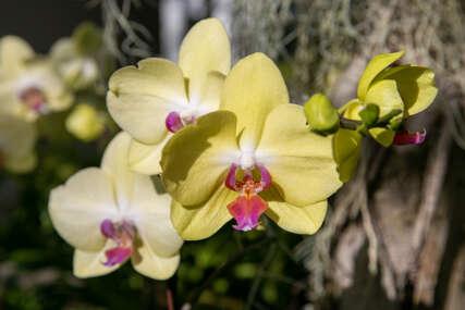 Njihovi cvjetovi privlače pažnju mnogih: Ovo su savjeti kako da pravilno njegujete orhideju