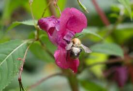Problem za cijeli svijet: Životni vijek pčela smanjen za gotovo 50%, neke vrste suočene sa izumiranjem