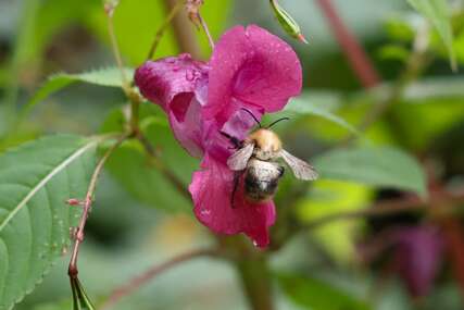 Problem za cijeli svijet: Životni vijek pčela smanjen za gotovo 50%, neke vrste suočene sa izumiranjem