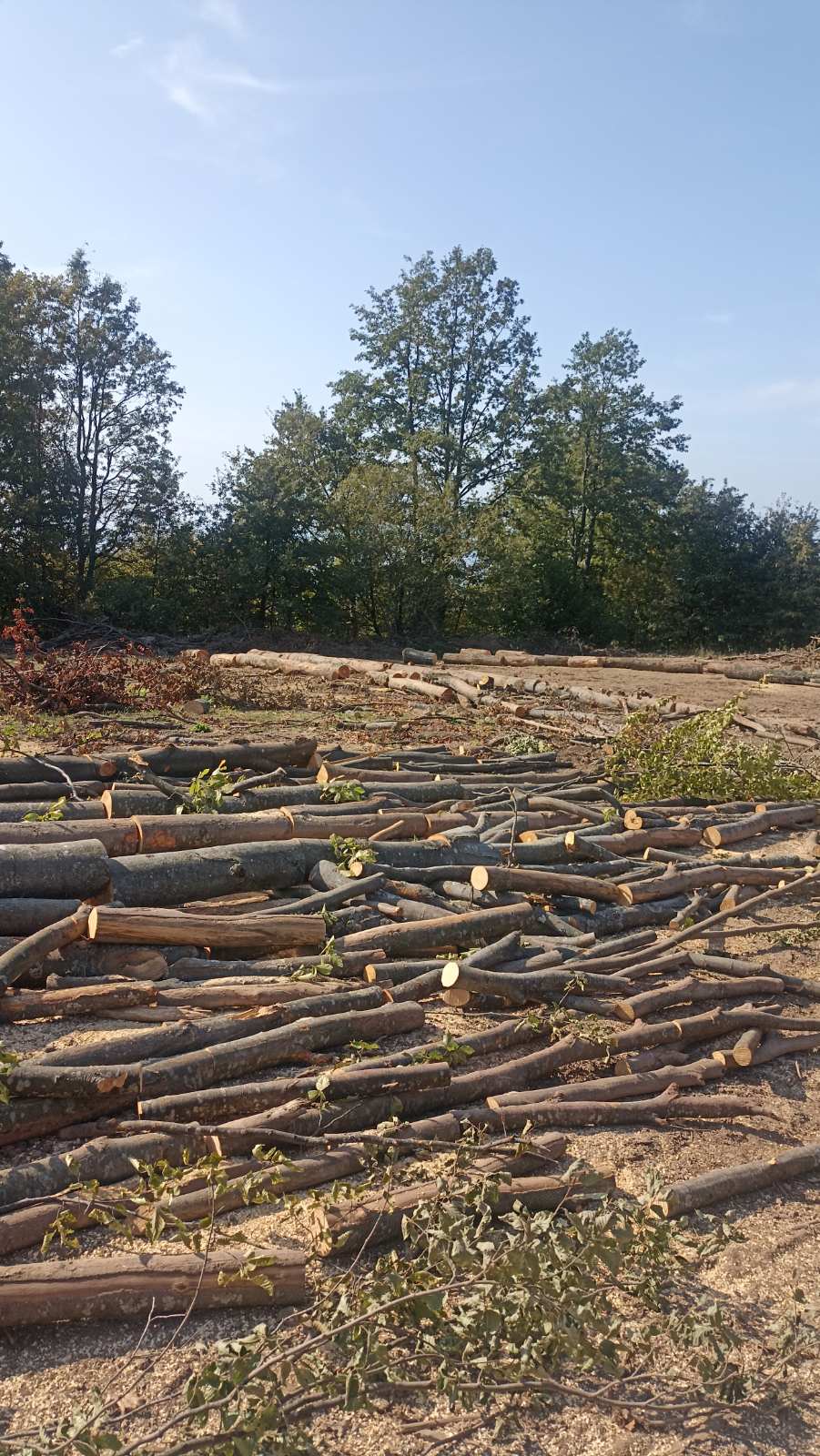 AKCIJA LAGER 2923 , KRAĐA ŠUME