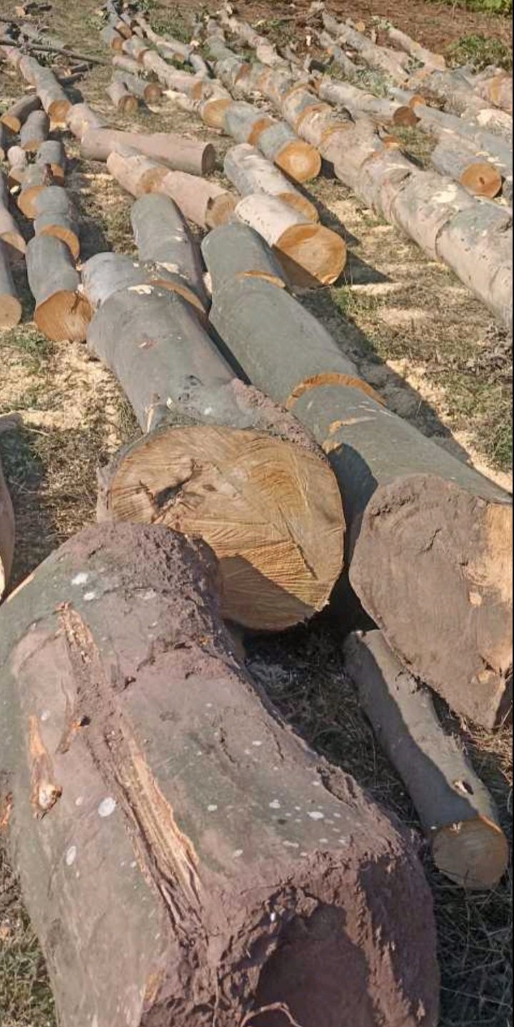 AKCIJA LAGER 2923 , KRAĐA ŠUME