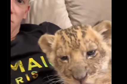 “Al’ sam majstor za najluđe životinje” Podnesena prijava protiv jutjubera koji drži lava kao kućnog ljubimca (VIDEO, FOTO)