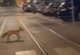 "Uplašena je, pomozite joj" Lisica izgubljeno šetala ulicama grada (VIDEO)
