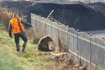 (VIDEO) Akcija spasavanja medvjeda kod Donjeg Vakufa: Ostao bez noge nakon što ga je udario automobil