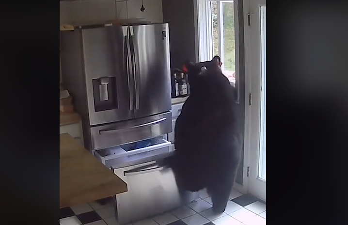 Medvjed provalio u kuću