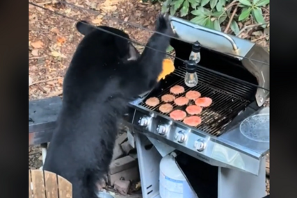 Medvjed pored roštilja