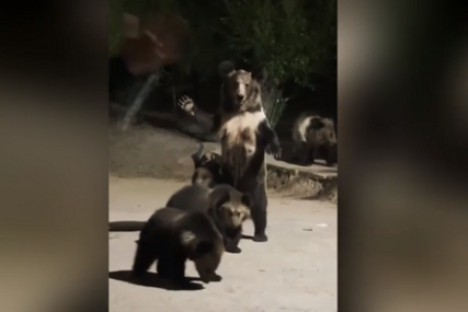Nestvarna scena iz Kine: Medvjed maše turistima dok hrane njegove mladunce (FOTO)
