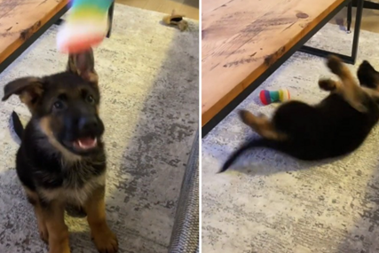 Scena koja je nasmijala mnoge: Pas je pokušao uhvatiti igračku, a onda se desilo nešto neočekivano (VIDEO)