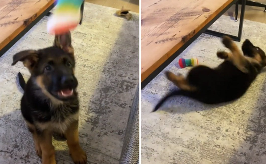 Pas pokušava uhvatiti igračku