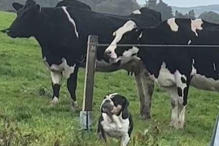 (VIDEO) "Lola, vrati se sa livade" Pas nasmijao sve  zbog druženja sa kravama