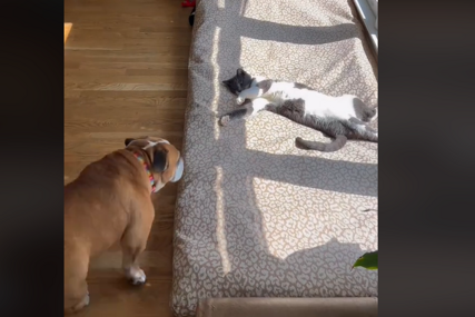 "Udomite i Olivera" Dva psa pronašla mačku u svom krevetu, a onda se desilo ovo (VIDEO)