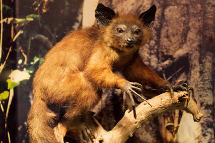 aj-aj, životinja s Madagaskara