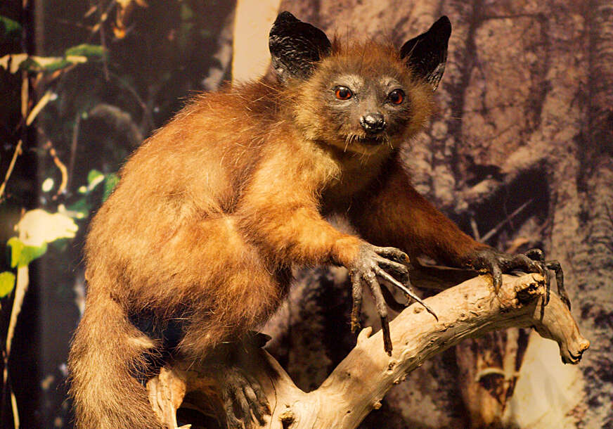 aj-aj, životinja s Madagaskara
