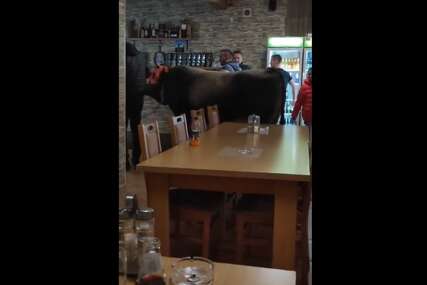 (VIDEO) BIK JABLAN KAO DOMAĆI u kafani: Njegov vlasnik objasnio zašto ga je doveo