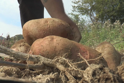 Na imanju Dobrivoja raste krompir težine i do 2 kilograma “Mješavina tri klime, ali i još jedna stvar daju mu poseban kvalitet” (FOTO)