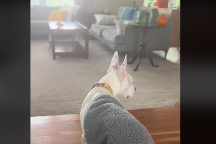 "Dragocjeni su" Reakcija gluvog psa kada ne može pronaći vlasnicu nakon buđenja slama srca (VIDEO)