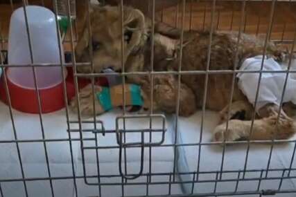 TIJELO NIJE IZDRŽALO Uginula mala lavica Kiki nakon što su se veterinari 15 dana borili za njen život (FOTO)
