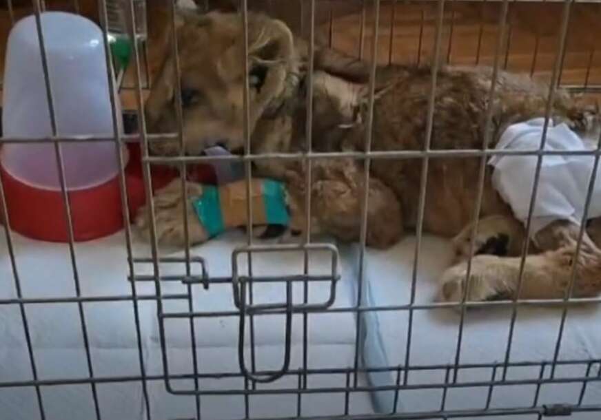 TIJELO NIJE IZDRŽALO Uginula mala lavica Kiki nakon što su se veterinari 15 dana borili za njen život (FOTO)